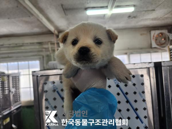 한국동물구조관리협회_441560202500271